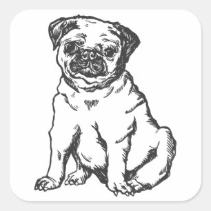 Adesivo Quadrado Pug dog, ilustração a preto e branco