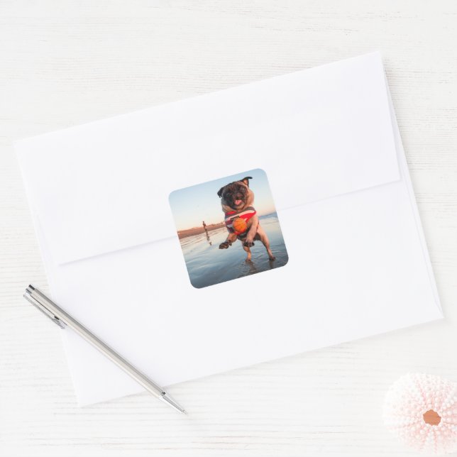 Adesivo Quadrado Pug Plays Ball on Beach (Envelope)