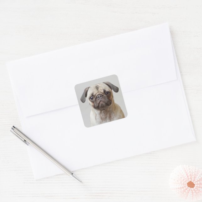 Adesivo Quadrado Pug Portrait (Envelope)