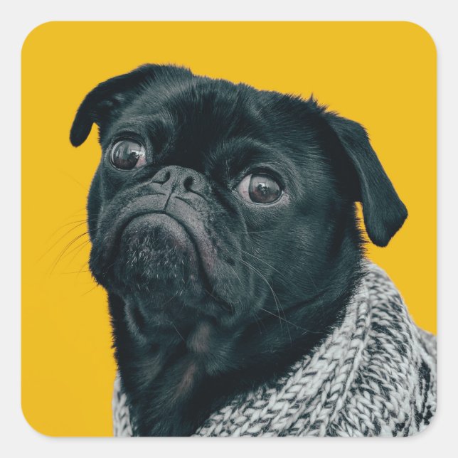 Adesivo Quadrado Pug preto sobre fundo amarelo, amantes de cachorro (Frente)