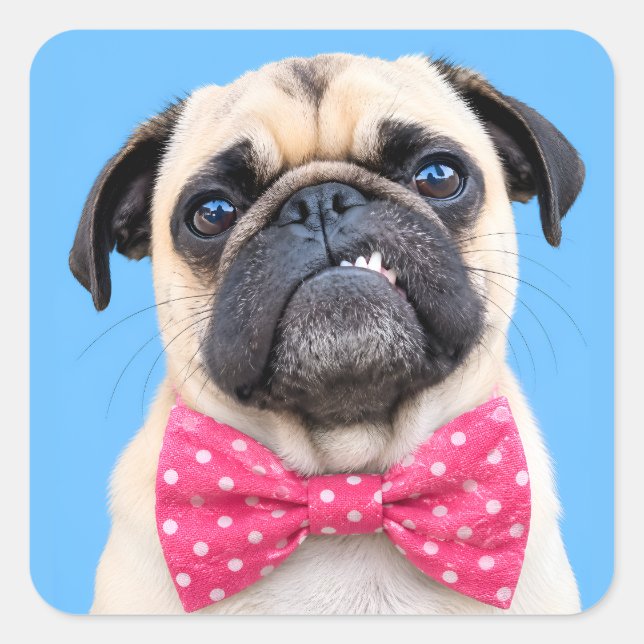 Adesivo Quadrado Pug Usando Laço Rosa (Frente)
