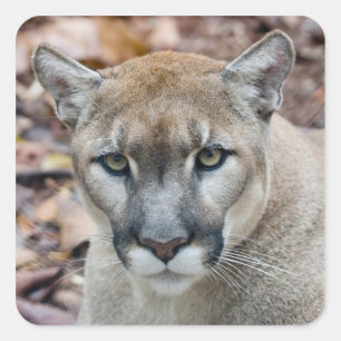 Adesivo Quadrado Puma, leão-da-montanha, pantera-da-flórida, Puma