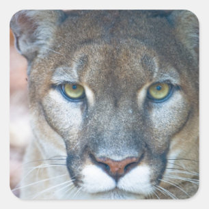 Adesivo Quadrado Puma, leão-da-montanha, pantera-da-flórida, Puma