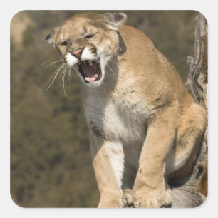 Adesivo Quadrado Puma ou leão-da-montanha, puma concolor, Cativo -