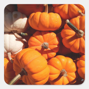 Adesivo Quadrado Pumpkin halloween jack ou lanterna - abóboras lara