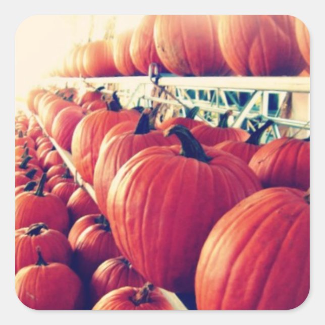 Adesivo Quadrado Pumpkin Sticker (Frente)
