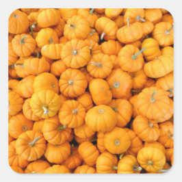 Adesivo Quadrado Pumpkins de Colheita de Pequeno Laranja