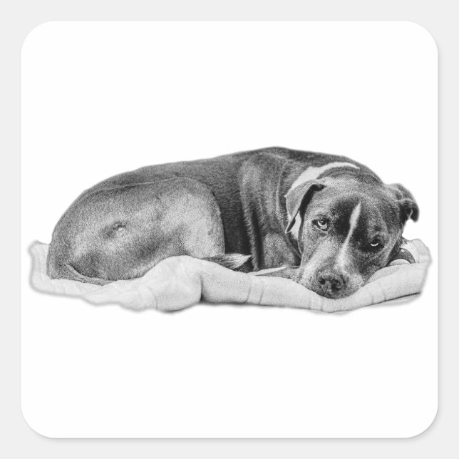 Adesivo Quadrado Pup Curado com Solicitação Interessada (Frente)