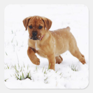 Adesivo Quadrado Pupie de inverno de Natal