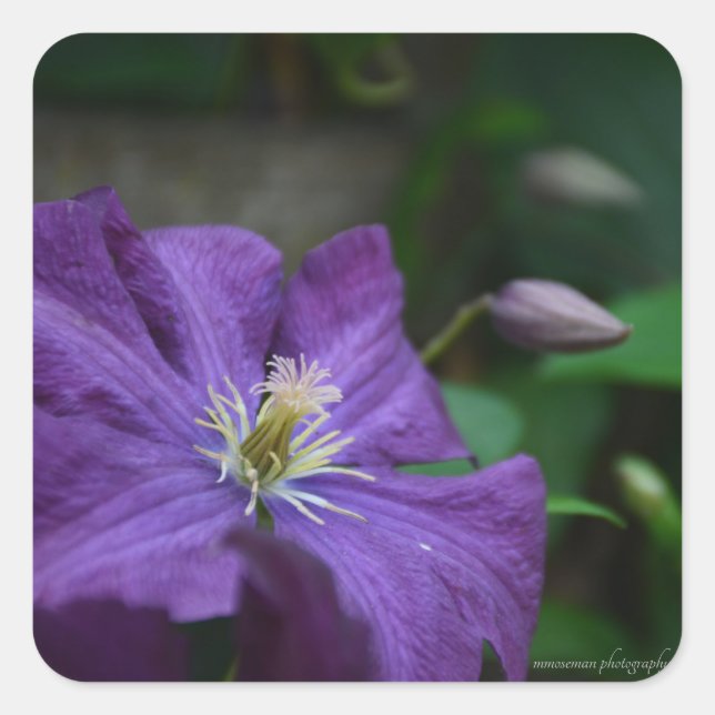 Adesivo Quadrado Purple Clematis (Frente)