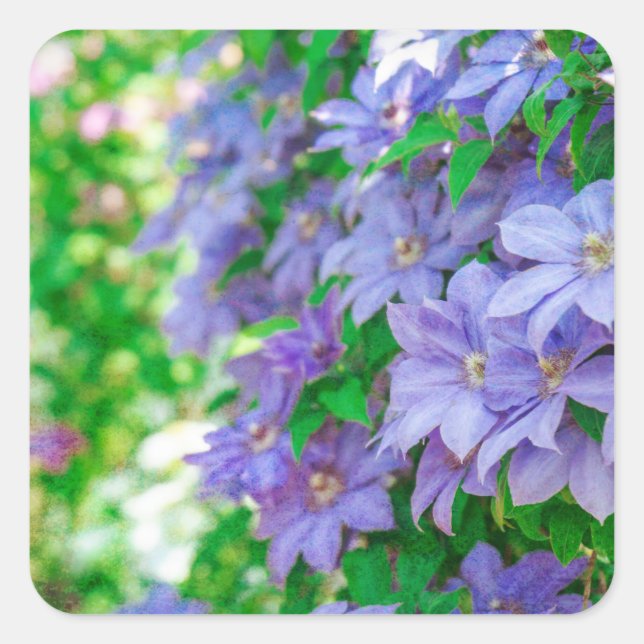 Adesivo Quadrado Purple Clematis flower (Frente)