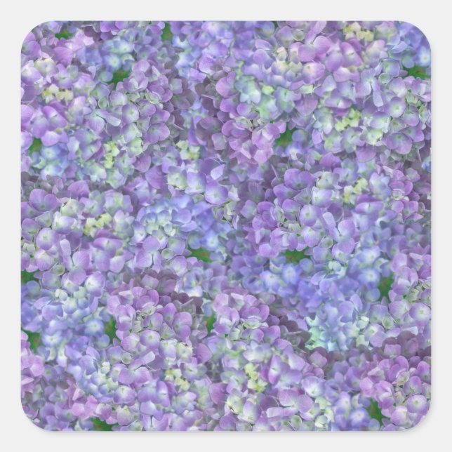 Adesivo Quadrado Purple hydrangea flowers (Frente)