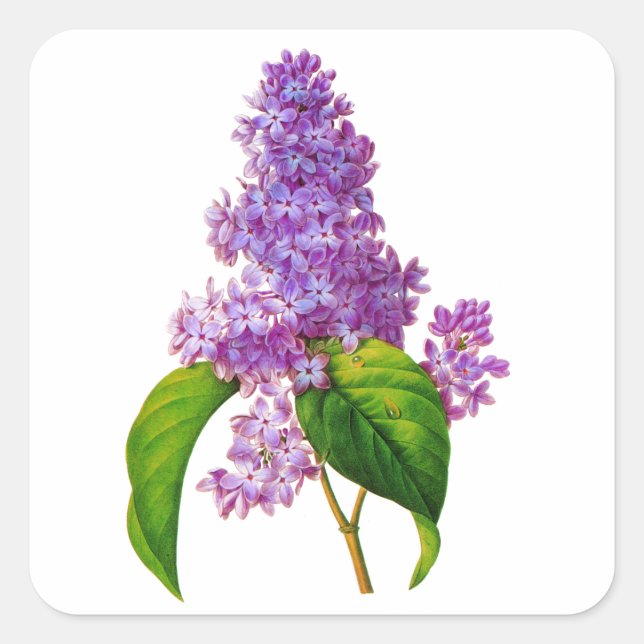 Adesivo Quadrado Purple Lilacs por Pierre-Joseph Redoute (Frente)