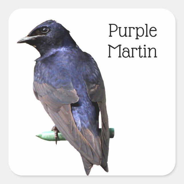 Adesivo Quadrado Purple Martin (Frente)
