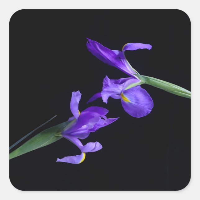 Adesivo Quadrado Púrpura Irises Sticker (Frente)