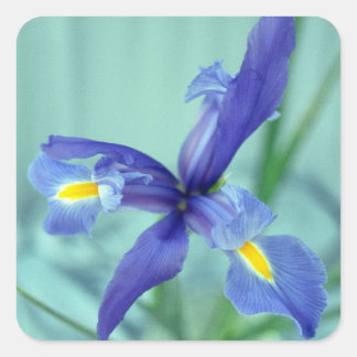 Adesivo Quadrado Púrpura Levanta Palitos Decalados De Arte Flor