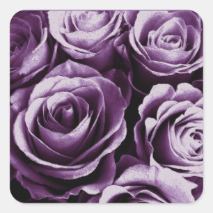 Adesivo Quadrado Púrpura Rose Bouquet Rosa Square Sticker