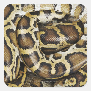 Adesivo Quadrado Python birmanês