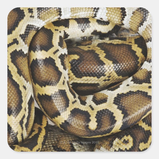 Adesivo Quadrado Python birmanês (Frente)
