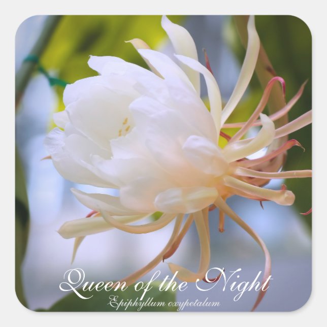 Adesivo Quadrado Queen of the Night：Square Seal (Frente)