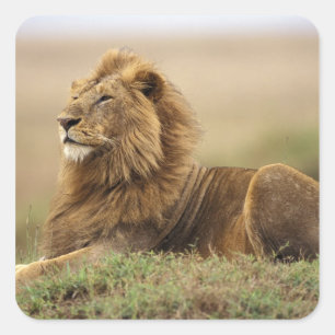 Adesivo Quadrado Quênia, Masai Mara   Leão macho
