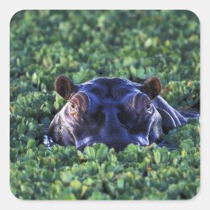 Adesivo Quadrado Quênia, Masai Mara Reserva Nacional.