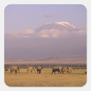 Adesivo Quadrado Quênia: Parque Nacional de Amboseli, Elefantes