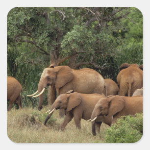 Adesivo Quadrado Quênia: Parque Nacional de Tsavo East, manada Afri