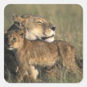 Adesivo Quadrado Quênia, Reserva de Caça Masai Mara, Leoa