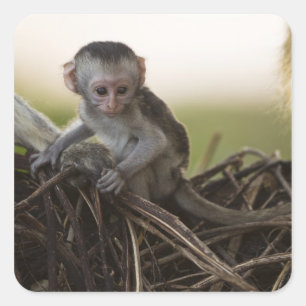 Adesivo Quadrado Quênia, Reserva de Caça Samburu. Macaco Vervet