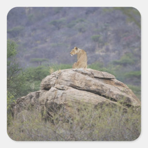Adesivo Quadrado Quênia, Reserva Natural de Samburu, leão feminin