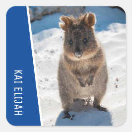 Adesivo Quadrado Quokka Cute Animal on the Beach Australia Blue