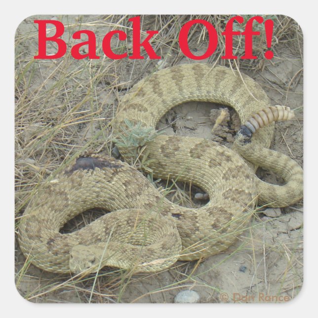 Adesivo Quadrado R20 Prairie Rattlesnake (Frente)