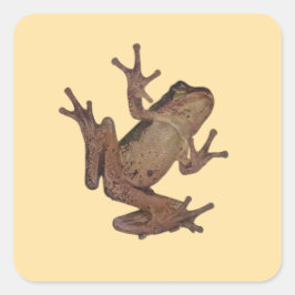 Adesivo Quadrado rã