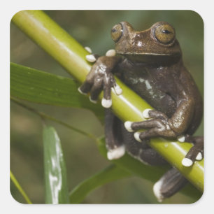 Adesivo Quadrado Rã-árvore Cativa Tapichalaca Hyloscirtus 2
