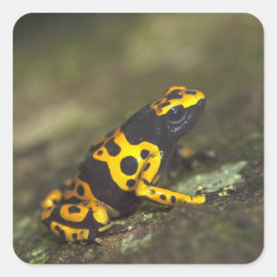 Adesivo Quadrado Rã-venenosa-de-banda-amarela Dendrobates