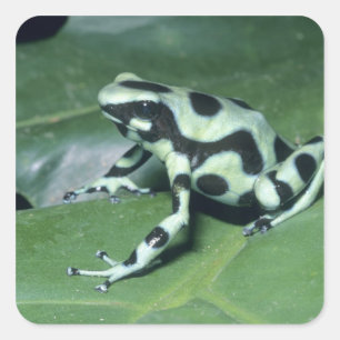 Adesivo Quadrado Rã venenosa, (Dendrobates auratus) Cahuita