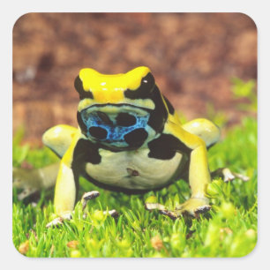 Adesivo Quadrado Rã venenosa, Dendrobates tinctorius,