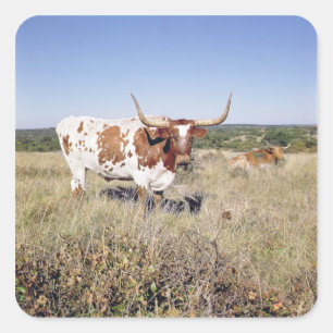 Adesivo Quadrado Raça de Texas Longhorn (foto)