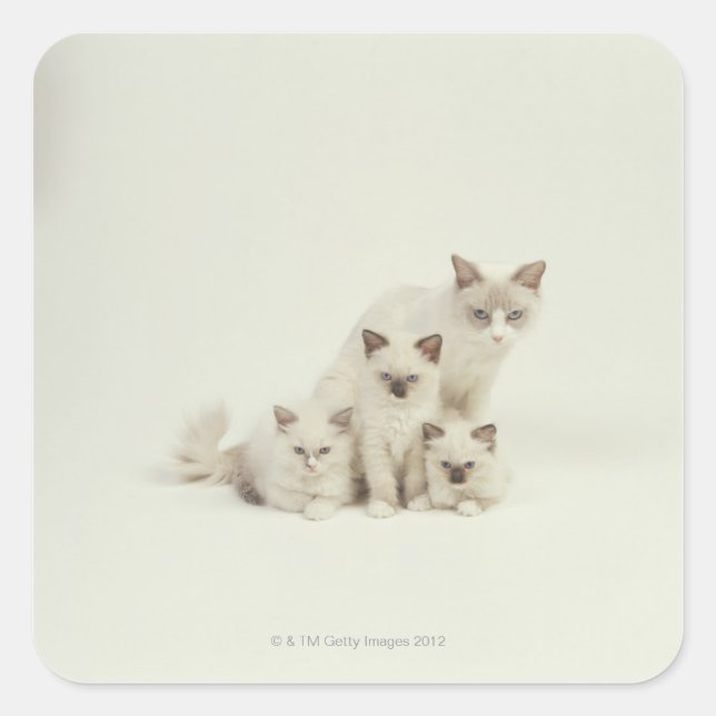 Adesivo Quadrado Ragdoli - fêmea de gato com gatinhos (Frente)