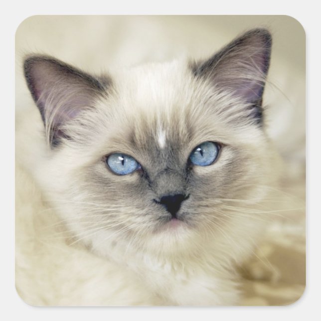 Adesivo Quadrado Ragdoll kitten (Frente)