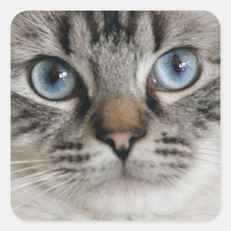 Adesivo Quadrado Ragdoll Kitten Sticker