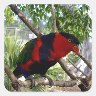Adesivo Quadrado Rainbow Feather: Bonito australiano Lorikeet,