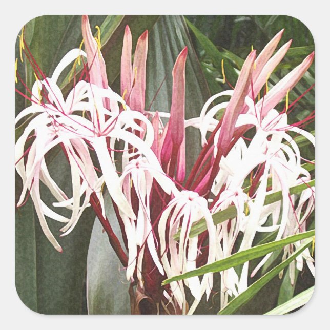 Adesivo Quadrado Rainha Emma Crinum Lily Sticker (Frente)