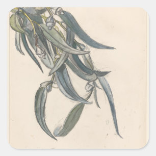 Adesivo Quadrado Ramo florido de um eucalipto