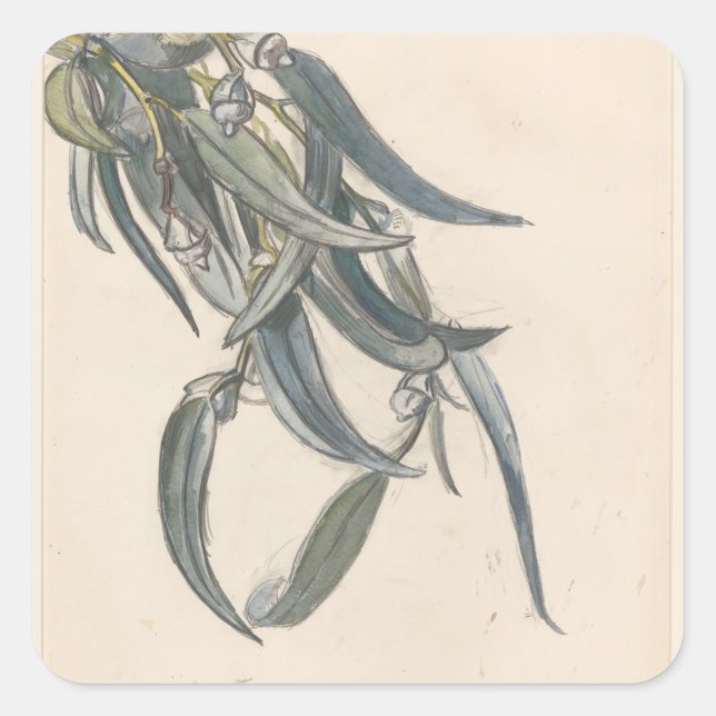 Adesivo Quadrado Ramo florido de um eucalipto (Frente)