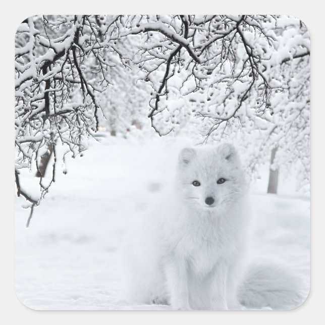 Adesivo Quadrado Raposa de Neve na Floresta de inverno (Frente)