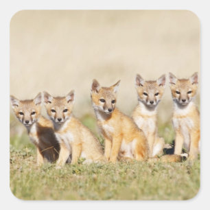 Adesivo Quadrado Raposa Veloz (Vulpes macrotis) jovem na toca da to