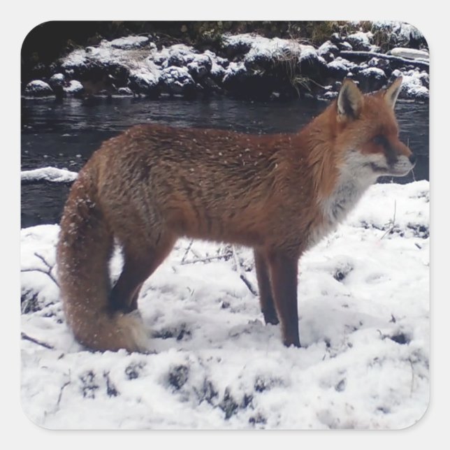 Adesivo Quadrado Raposa Vermelha Floresta de Madeira Nevada Arte de (Frente)