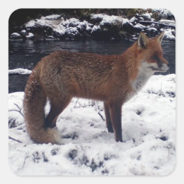 Adesivo Quadrado Raposa Vermelha na Neve